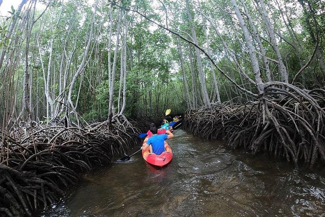 1 Hour Mangrove Tour From Lembongan with Kayak, Paddle, or Boat - Key highlights to look for