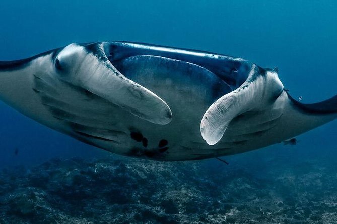 2 Days Discover Scuba Diving in Nusa Lembongan - Scuba Initiation - Key Points Before You Go
