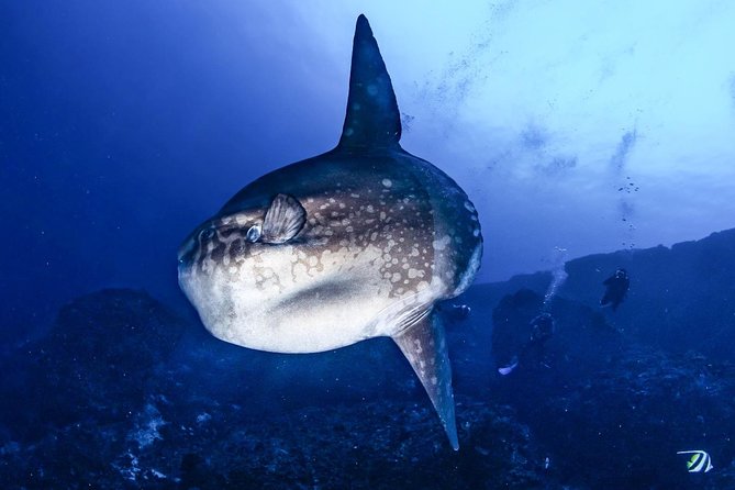 2 Days Discover Scuba Diving in Nusa Lembongan - Scuba Initiation - Instructor Style: The Names Worth Noticing