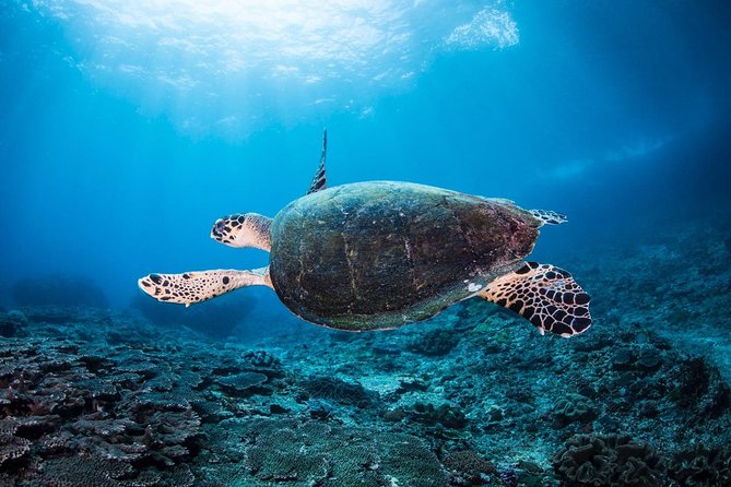2 Days Discover Scuba Diving in Nusa Lembongan - Scuba Initiation - Where the Schedule Takes You Around Nusa Lembongan