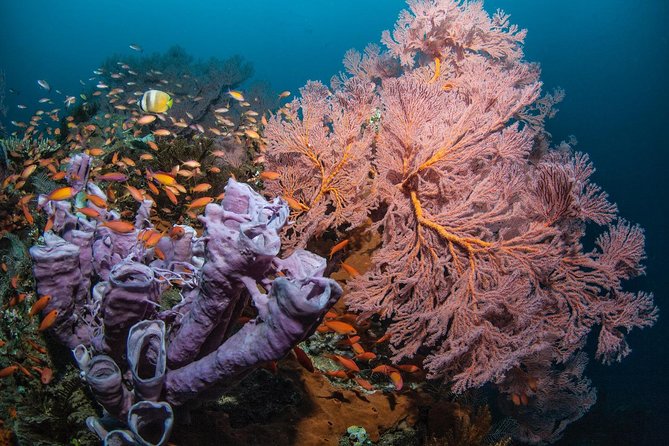 2 Days Discover Scuba Diving in Nusa Lembongan - Scuba Initiation - Crystal Bay: Second Session, More Marine Life Chances