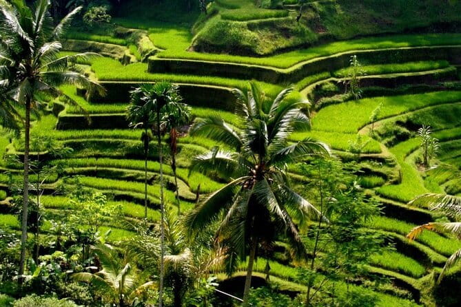 2 Days Mount Batur Sunrise Trekking With Private Ubud Day Tour - Day 2 in Ubud: Private Highlights in an 8-Hour Block