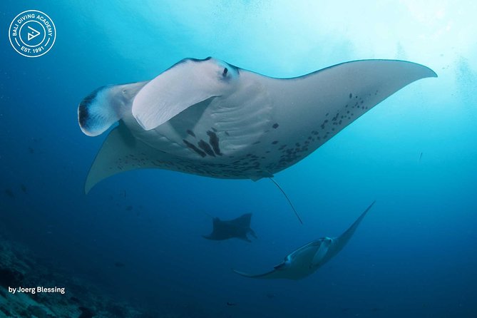 2 or 3 dives in Nusa Lembongan and Penida, for certified diver (in Lembongan) - Key highlights that make this day worth it