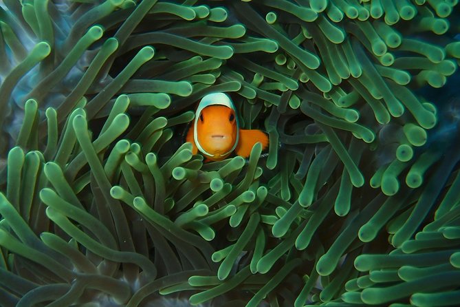 2 or 3 dives in Nusa Lembongan and Penida, for certified diver (in Lembongan) - Where you start on Nusa Lembongan: the 7:30 or 10:00 meet time