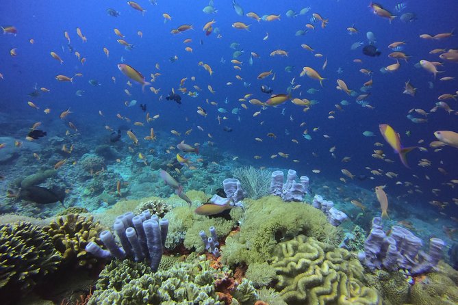 2 or 3 dives in Nusa Lembongan and Penida, for certified diver (in Lembongan) - Stop-by-stop: what you can expect at Manta Point, Crystal Bay, and Gamat Bay