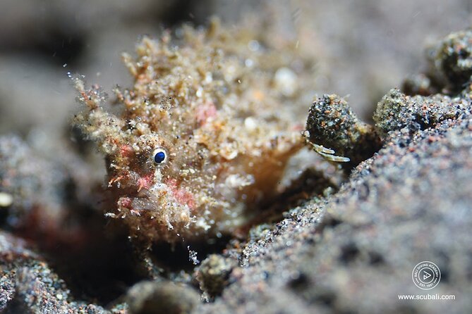 2 or 3 dives in Nusa Lembongan and Penida, for certified diver (in Lembongan) - The boat lunch isn’t a small detail