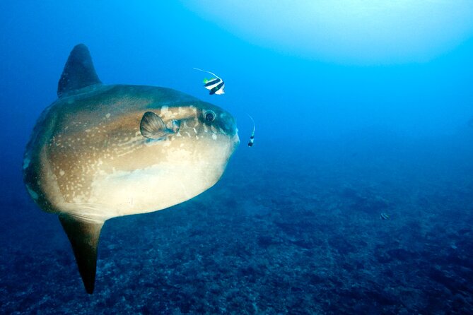 2 or 3 dives in Nusa Lembongan and Penida, for certified diver (in Lembongan) - The staff factor: friendly service and instructors who listen