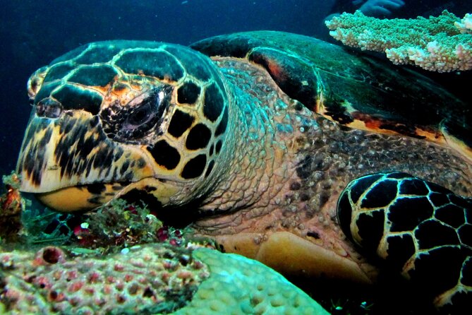 2 PADI Certified Dives at Tulamben from Bali - Afternoon Star Stop: The USAT Liberty Wreck (Sunk in 1963)