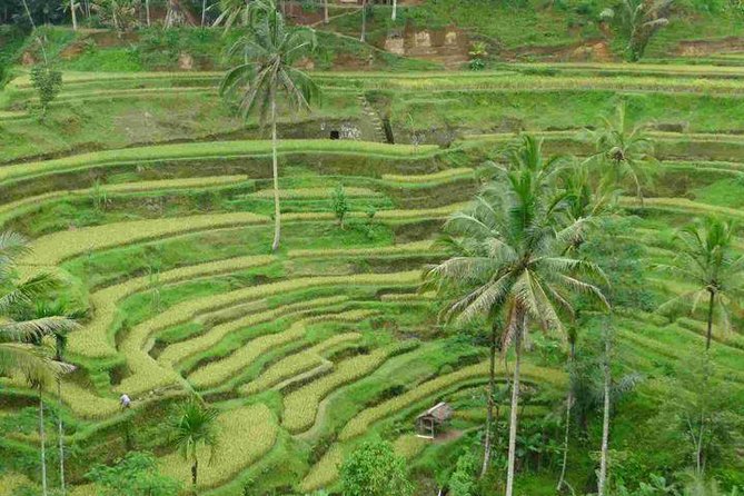 3 Days Sightseeing to the Famous Place in Bali - Who Should Book This 3-Day Tour (and Who Might Not)