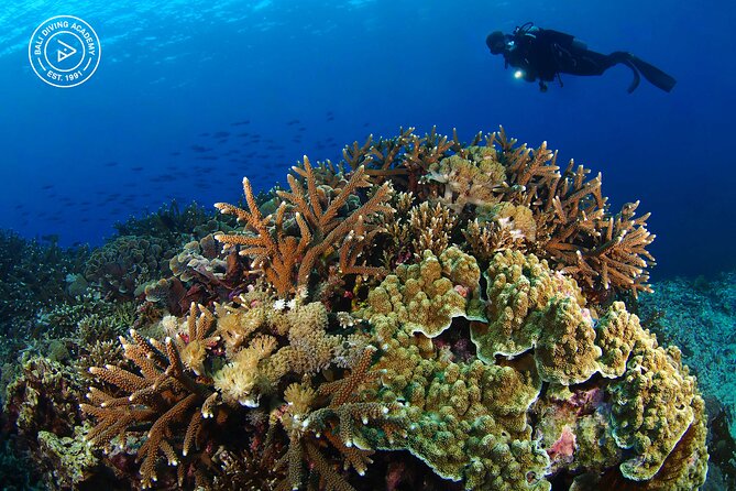 3 Epic Dives in Nusa Penida - Certified Divers' Day Trip - Wildlife: what you can expect, and what to hold loosely