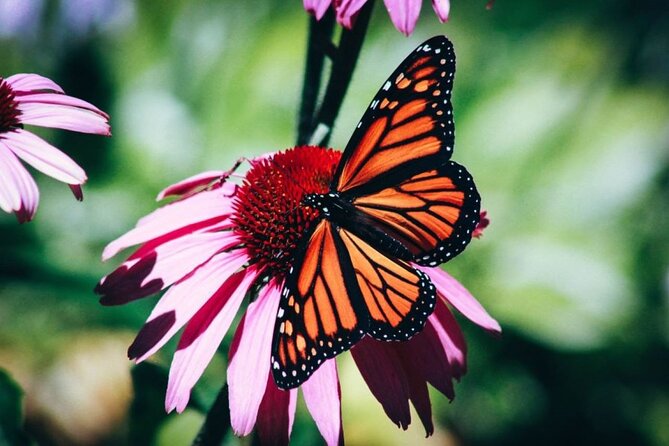 4-Hour Private Tour in Jatiluwih Terraces and Butterfly Park - Key things to know before you go