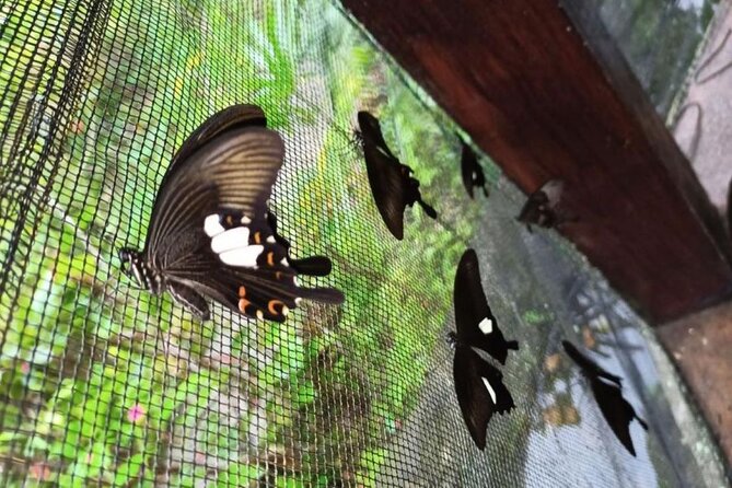 4-Hour Private Tour in Jatiluwih Terraces and Butterfly Park - A private 4-hour loop from Kuta: how the logistics actually feel