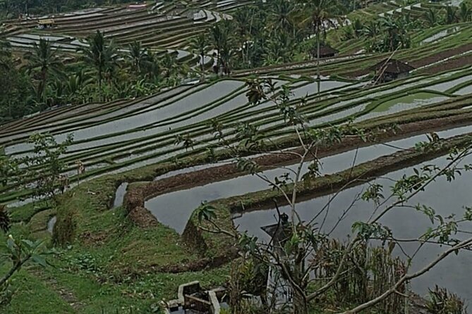 4-Hour Private Tour in Jatiluwih Terraces and Butterfly Park - Who should book this tour?