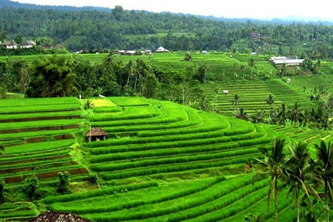 4-Hour Private Tour in Jatiluwih Terraces and Butterfly Park - Quick timing and weather reality check