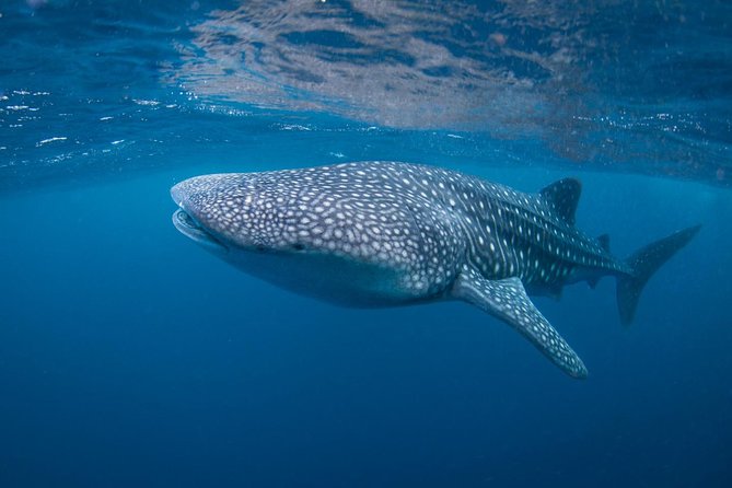 5 Fun Dives in Nusa Lembongan (for certified divers) - Swim with a Mola Mola - Gear, wetsuit, and center facilities: fewer headaches before you go under