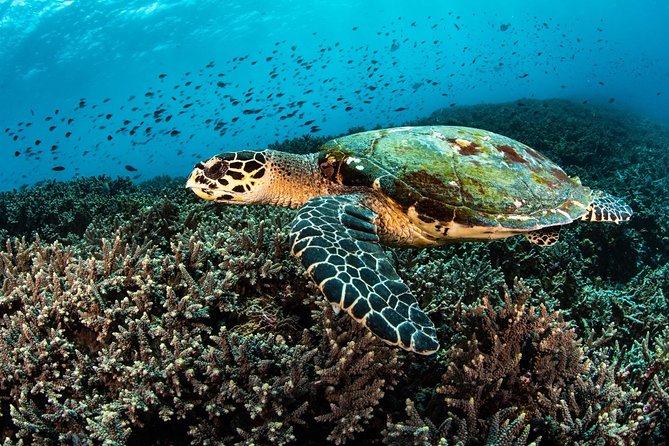 5 Fun Dives in Nusa Lembongan (for certified divers) - Swim with a Mola Mola - Price value check: what you’re really paying for at about $256
