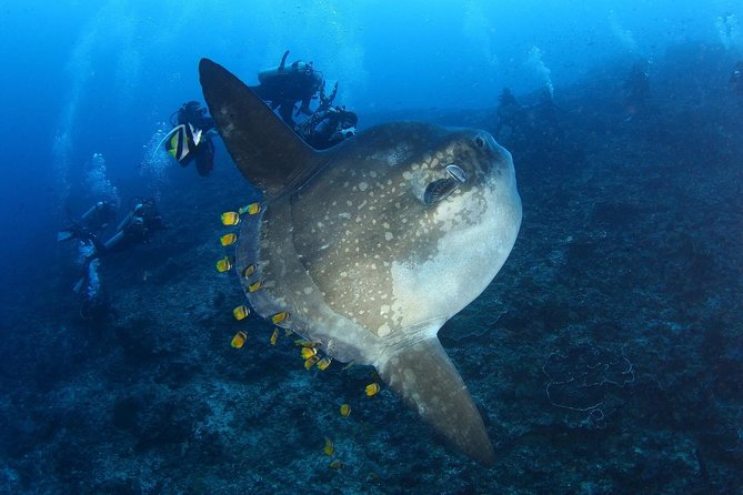 5 Fun Dives in Nusa Lembongan (for certified divers) - Swim with a Mola Mola - Timing, weather, and getting through two active days