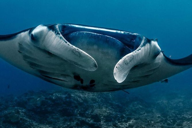 5 Fun Dives in Nusa Lembongan (for certified divers) - Swim with a Mola Mola - When mola mola shows up—and when it might not