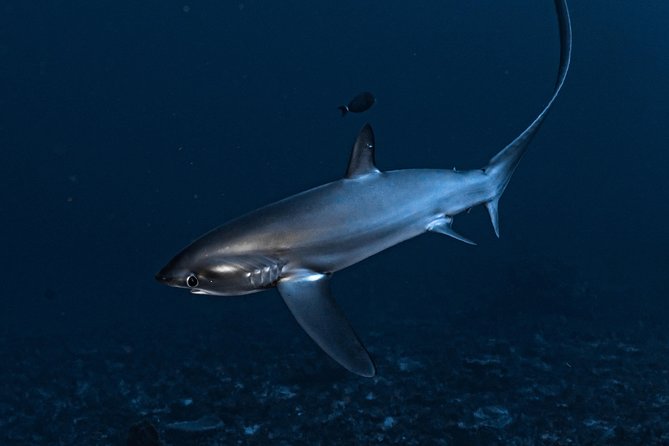 7 Fun Dives in Nusa Lembongan (for certified divers) - Premium Value Package - Manta Point: where the manta-ray hope becomes real