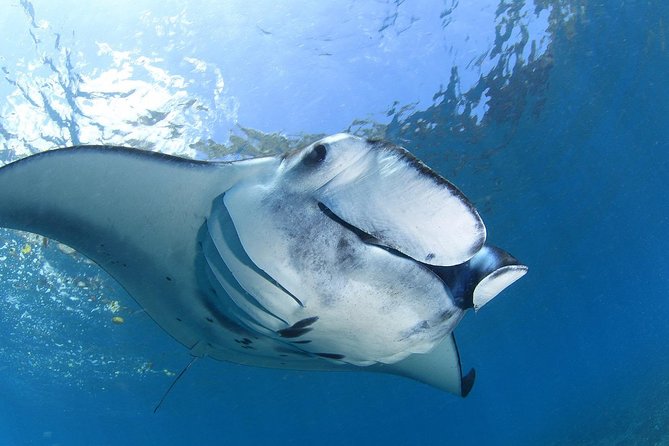 7 Fun Dives in Nusa Lembongan (for certified divers) - Premium Value Package - 3 days on the calendar, 7 sessions within a week