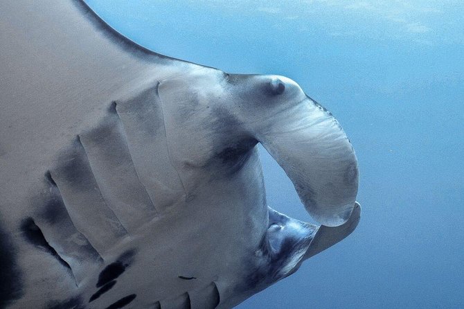 Advanced Open Water Course - Advanced Certification in Lembongan (next to Bali) - Specialty choices: photography, buoyancy control, fish ID, and wreck exploring