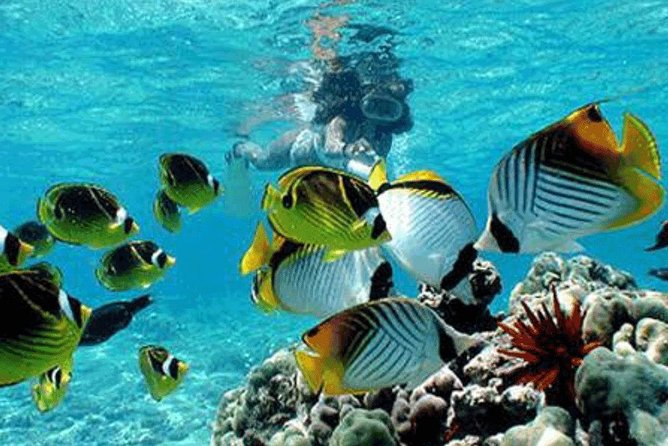 All Inclusive Bali Snorkeling Blue Lagoon tour experience - Tanjung Jepun Snorkeling: First Reef at 10:45