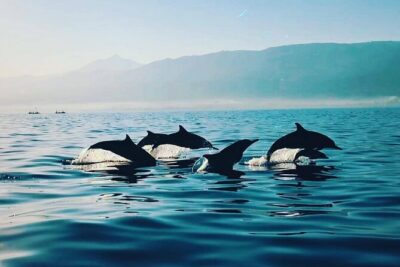 All inclusive Lovina Dolphins Sunrise tour, Waterfall & Temple - Git Git Waterfall hike: photos, footing, and how the time feels