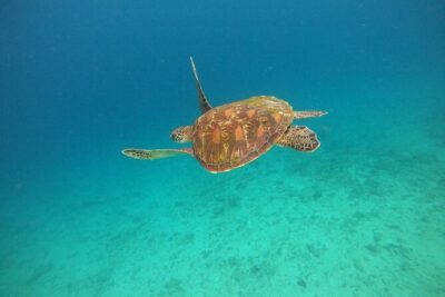 All Inclusive Snorkeling at Blue Lagoon with Lunch - Gear, Lunch, and Bottled Water: What Actually Helps