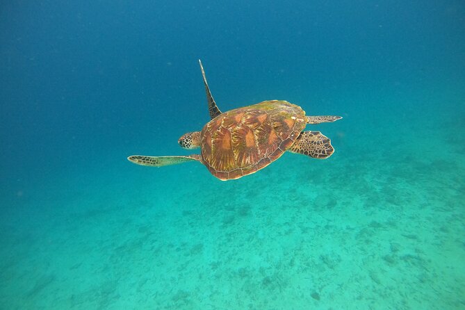 All Inclusive Snorkeling at Blue Lagoon with Lunch - Gear, Lunch, and Bottled Water: What Actually Helps