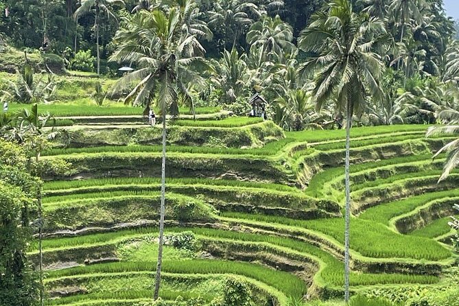 All Inclusive Ubud Cultural and Natural Highlights Tour - Stop 1: Bali Traditional House Gung Aji (culture you can actually picture)