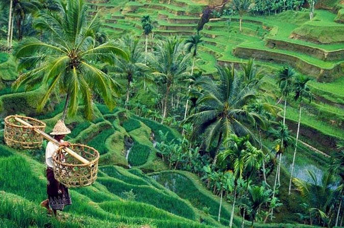 All inclusive Ubud private tour - Teba Sari Bali Agrotourism: the coffee stop with tasting included