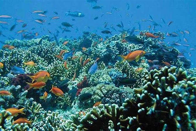 All Ticket Inclusive-Blue Lagoon Snorkeling-Ubud Monkey Forest & Ubud Waterfall - Price and value: what $51 covers for three major Bali sights