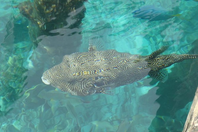 Amazing Blue Lagoon Snorkeling with Private Hotel Transfer - Second stop at Tanjung Jepun: more coral time without crowd stress