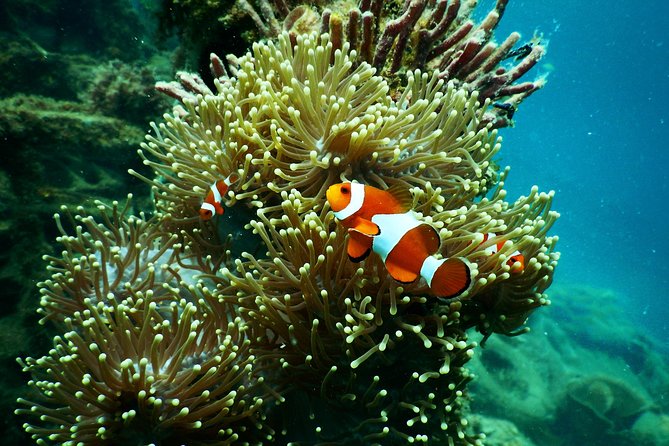 Amazing Blue Lagoon Snorkeling with Private Hotel Transfer - Price and value around $47.44: what you’re paying for