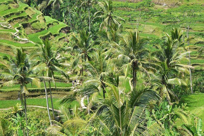 Bali Airport Arrival Transfer and Private Car Charter Combo - Price and value: is $48.64 per person a smart buy?