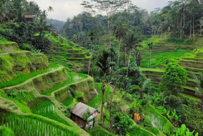 Bali Airport Pickup Transfer to Ubud Area (Private) - Meet your driver: sign greeting, luggage help, and communication
