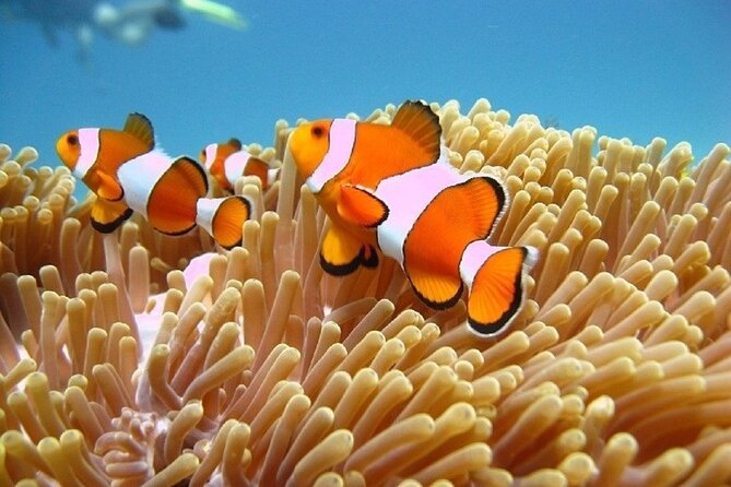 Bali ATV Quad Bike Adventure and Snorkeling Tour - Timing, Group Size, and the Guide Factor