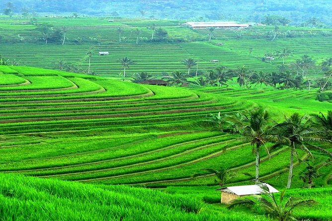 Bali: Bedugul Lake Temple, Banyumala Waterfall, UNESCO Rice Field - Stop 3: Jatiluwih Rice Terraces and UNESCO subak irrigation