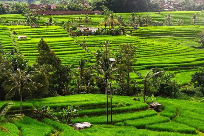 Bali: Bedugul Lake Temple, Banyumala Waterfall, UNESCO Rice Field - Getting picked up in South and Central Bali