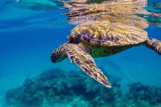 Bali Best Snorkeling at Blue Lagoon - Transportation + lunch: the math behind the $29.99 price