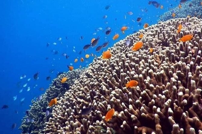 Bali Best Snorkeling at Blue Lagoon - Meeting point and getting there from Padangbai
