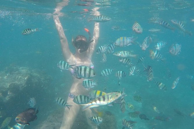 Bali Best Snorkeling at Blue Lagoon - What wildlife to look for: realistic expectations