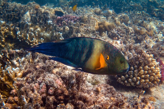Bali Blue Lagoon Snorkeling with Private Transfer and Lunch - Blue Lagoon Beach water time: what you should expect to see