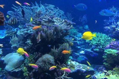 Bali Blue Lagoon Snorkeling with Private Transfer and Lunch - Private hotel pickup from Kuta, and why that’s more than a convenience