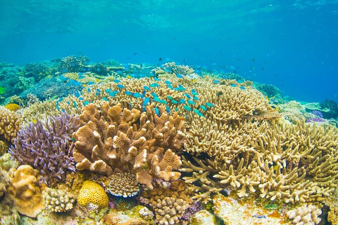 Bali Blue Lagoon Snorkeling with Private Transfer and Lunch - Padangbai stop: the practical staging point
