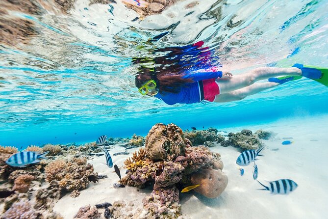 Bali Blue Lagoon Snorkeling with Private Transfer and Lunch - Lunch after snorkeling: set menu local food, no scavenger hunt