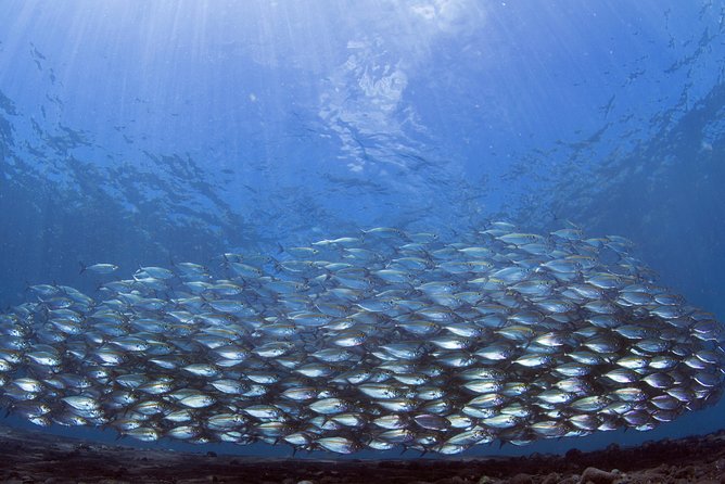 Bali Diving Day Trip-Manta Point/Tulamben Shipwreck-Fun Dive - Price and value: is $95 a smart deal for two guided sessions?