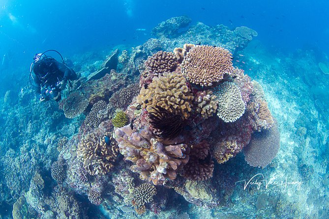 Bali Diving Day Trip-Manta Point/Tulamben Shipwreck-Fun Dive - The USAT Liberty shipwreck: what to expect when it’s time to go in