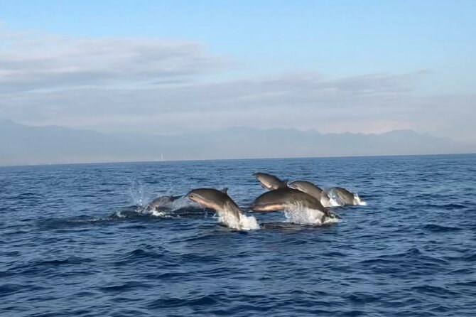 Bali Dolphin Lovina tour and Ulundanu Beratan - Lovina Beach dolphin boat: what the morning actually looks like