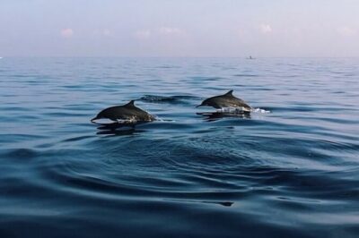 Bali Dolphin Lovina tour and Ulundanu Beratan - Ulun Danu Beratan Temple at 10:30 a.m.: the photo stop with payoff